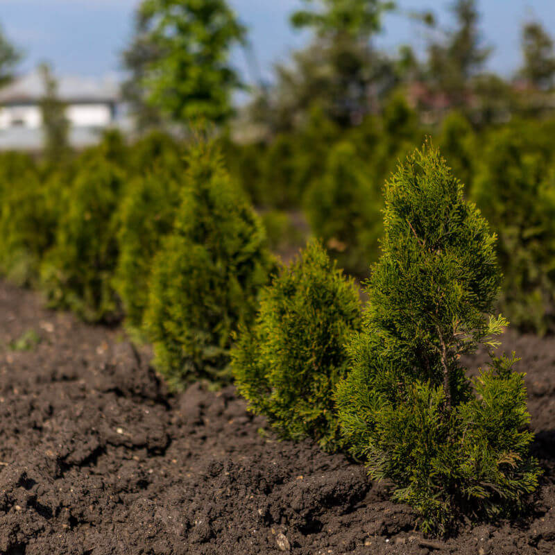 Bogardens Pepinieră Plante, Copaci, Pomi