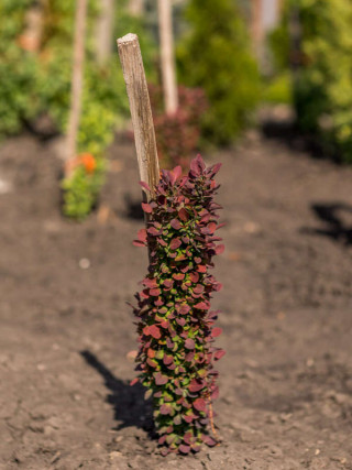 Berberis