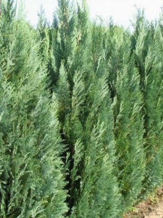 Tuia Columnare